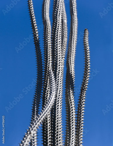 tall thin spiky cactus