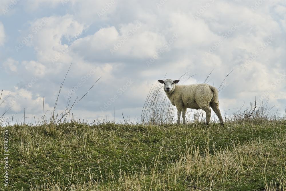 Fototapeta premium Schaaf