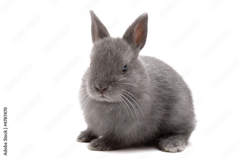 Obraz premium Bunny