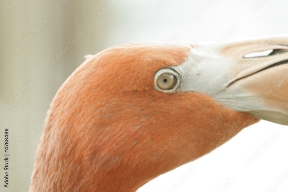 Fototapeta premium FLAMINGO