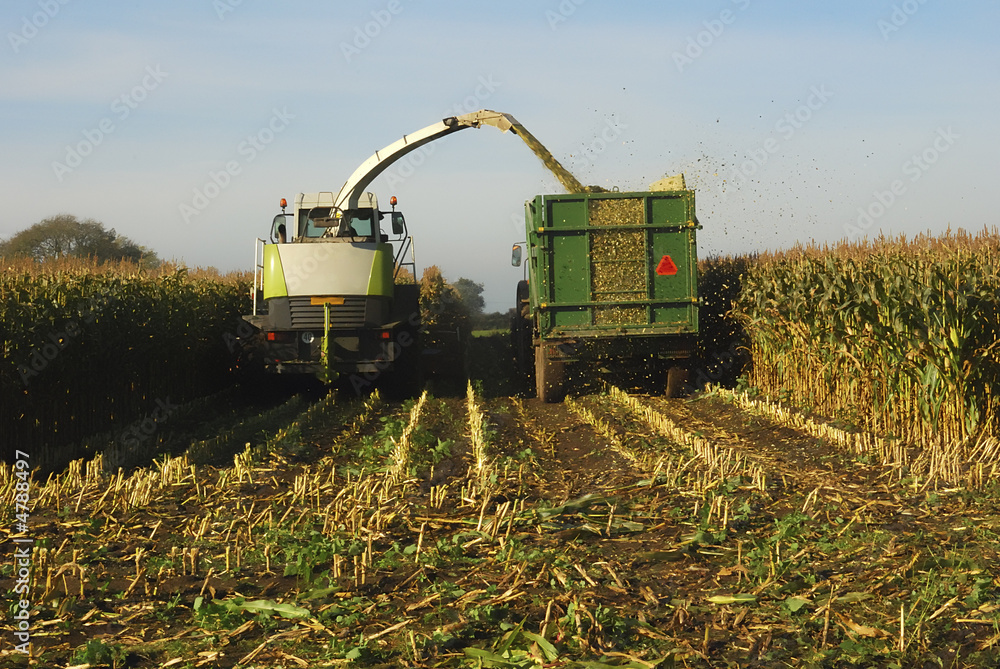 Fototapeta premium silage of maize crop on farm in the UK