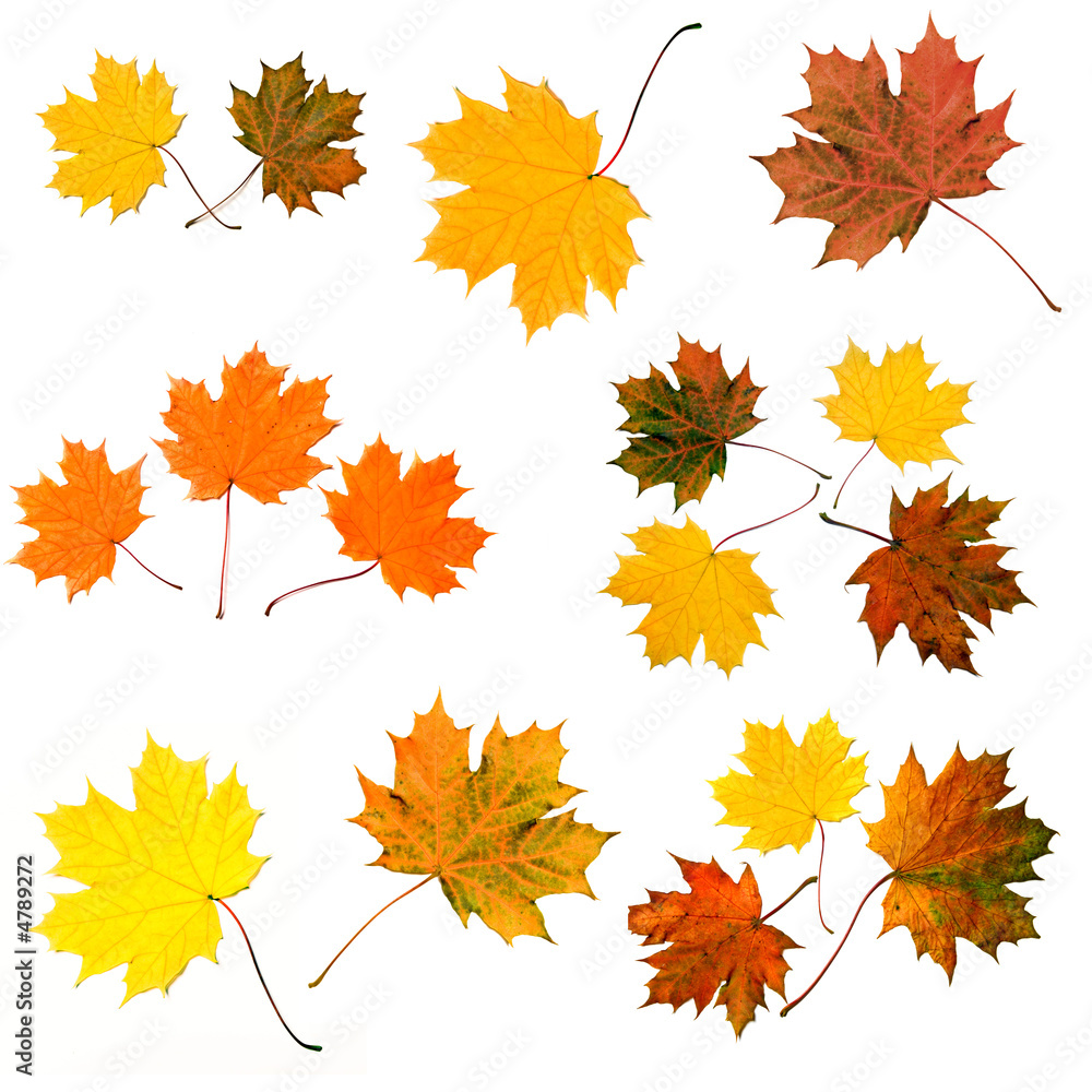 colored leaves colored leaves