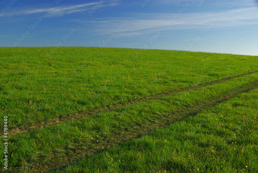 Fototapeta premium Wiese 04