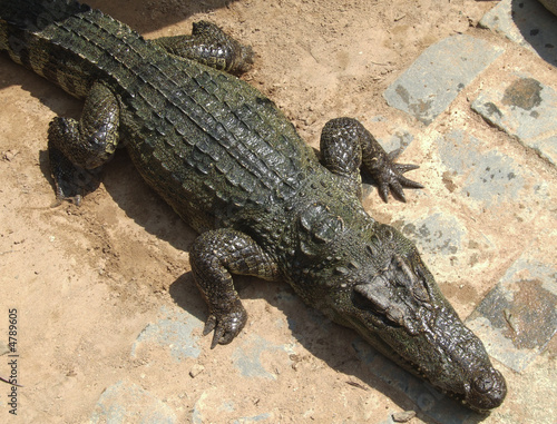 Crocodile on the sand