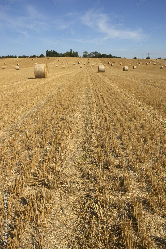 Golden fields