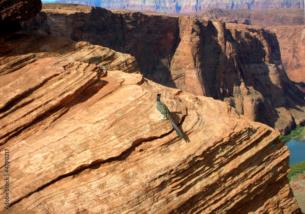 road runner bird on the cliff over the colorado river