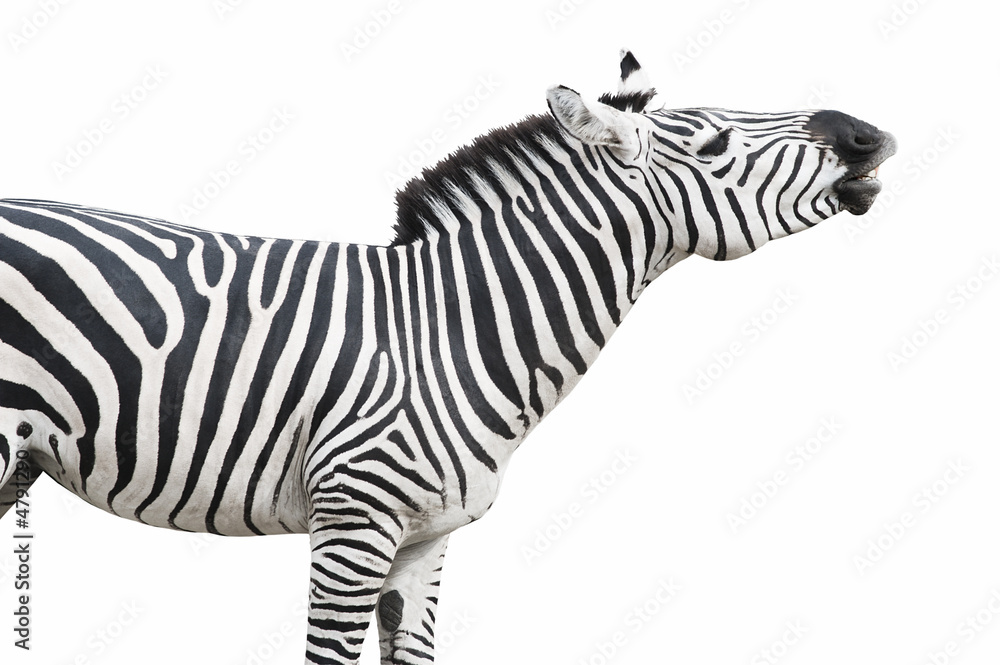 Naklejka premium Zebra singing isolated over white background