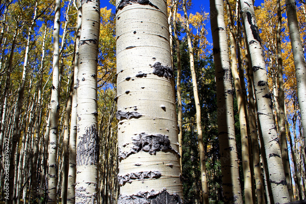 Fototapeta premium Aspen Stand