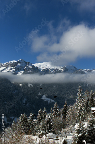 sapins et montagnes