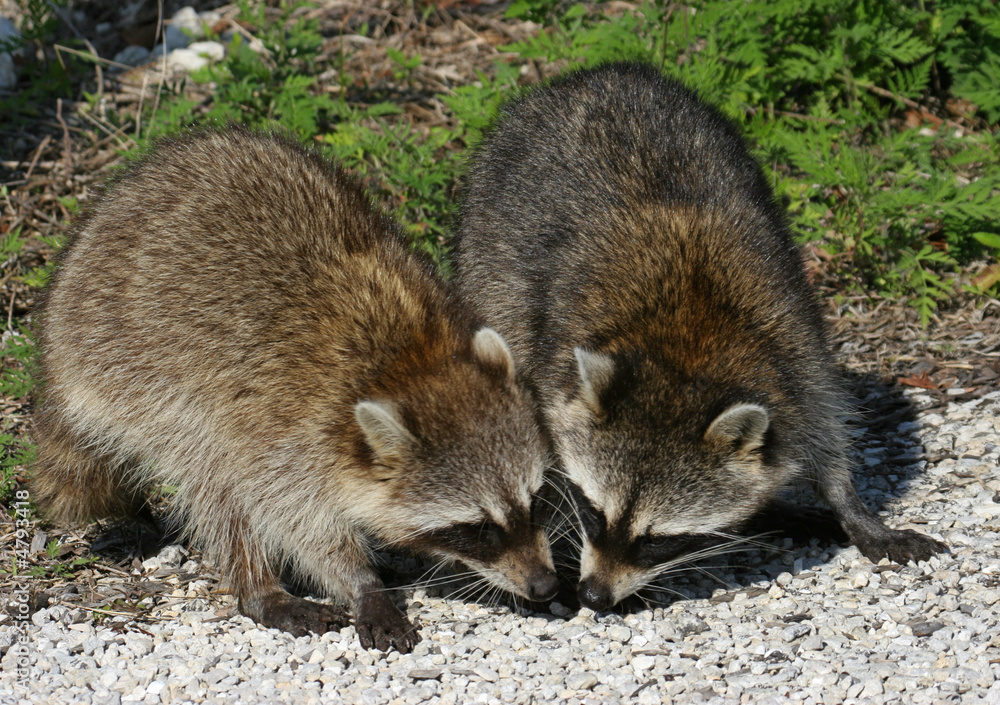 Naklejka premium Hungry Baby Raccoons Eating in the Florida Everglades