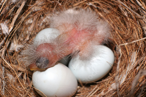 Fotografía Baby House Finch Hatching - a Few Hours Old