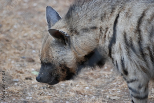 hyene photo