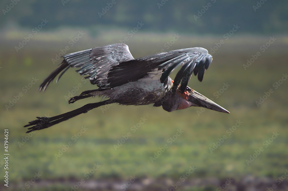 Naklejka premium African marabou stork (Leptoptilos crumeniferus)