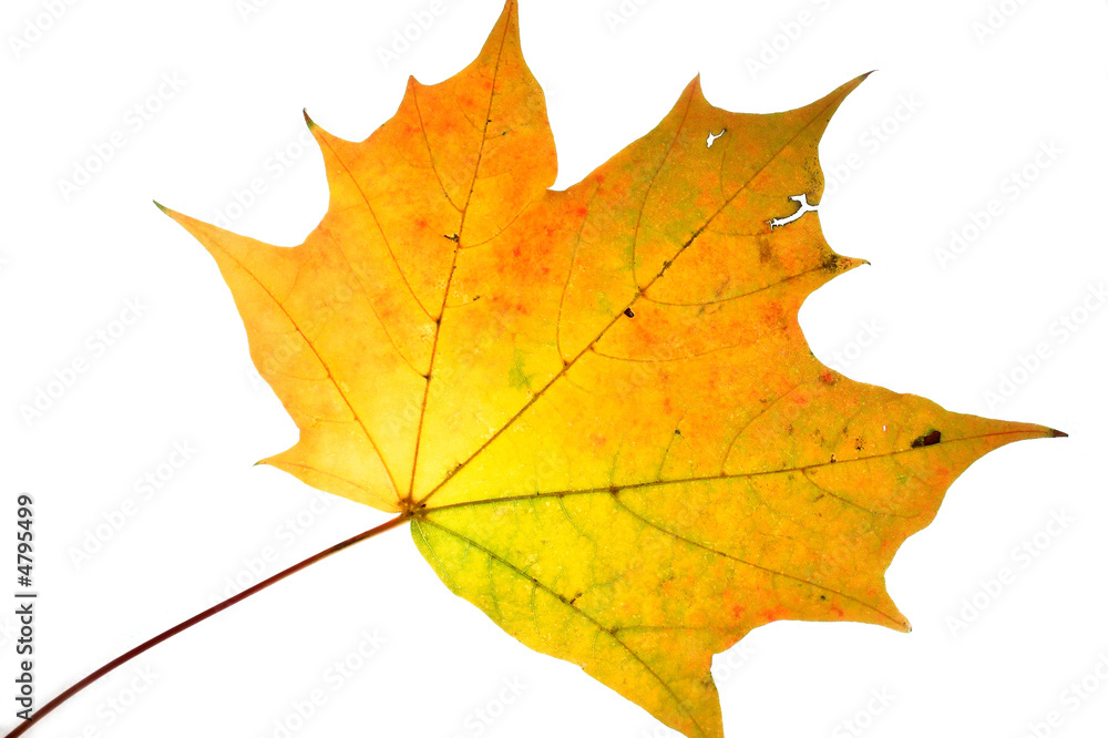 Closeup of maple autumn leaf on white background Closeup of maple autumn leaf on white background