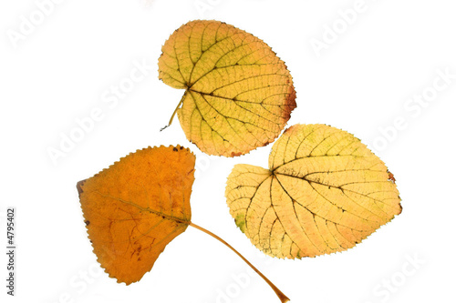 leaves on a white background