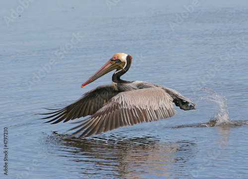 Brown Pelican in the Florida Everglades