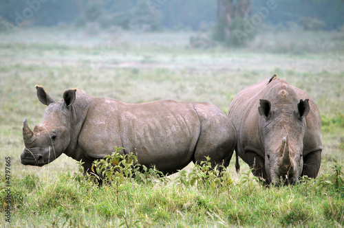 Rhinoceros  Rhinocerotidae .