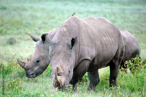 Rhinoceros  Rhinocerotidae .