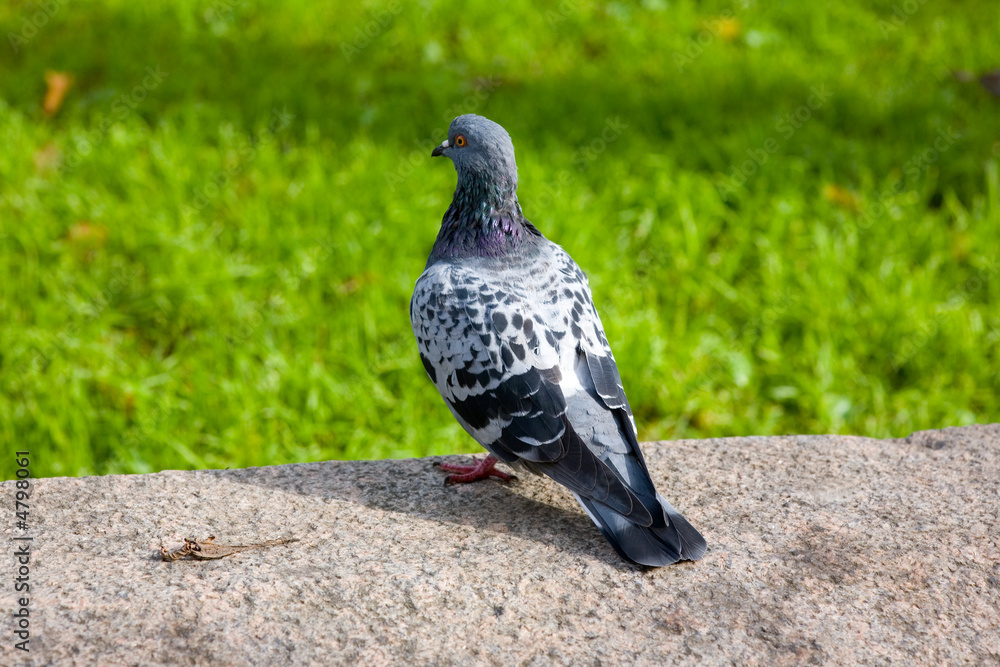 Obraz premium Thoughtful contemplation