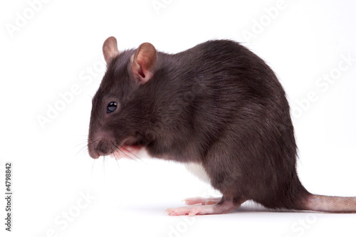 rat