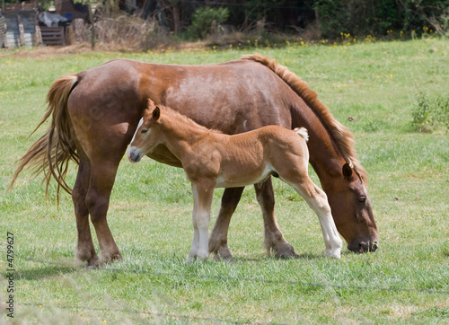 Cheval et poulain
