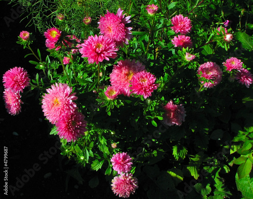 many pink flowers