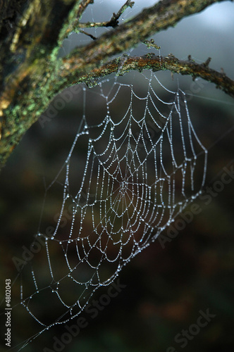 Web