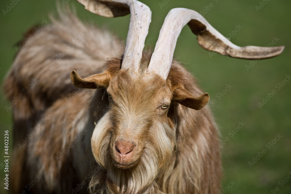 Fototapeta premium Tan colored shaggy coated goat