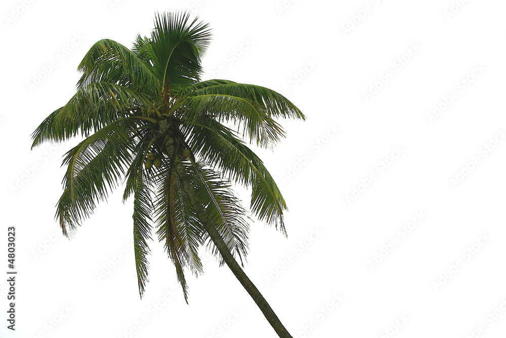 Obraz premium Palm