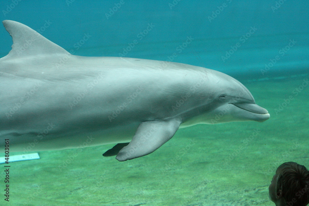 Fototapeta premium delphin