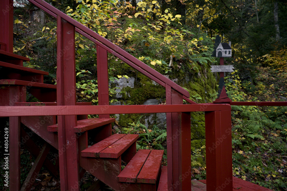 Steps in the forest