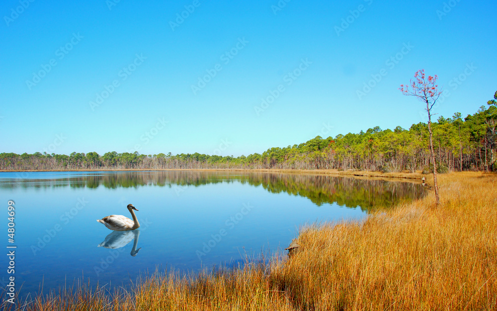Fototapeta premium Still Lake and Water Fowl