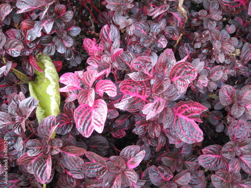 Purple plants