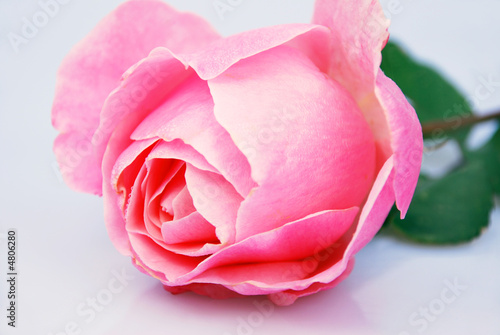 rosa Liebe