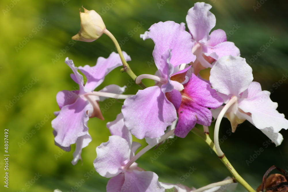 Fototapeta premium orchidee