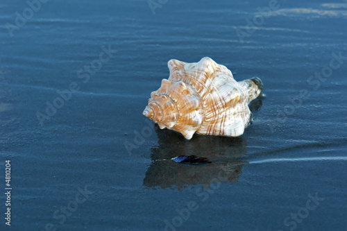 shell on wet sand