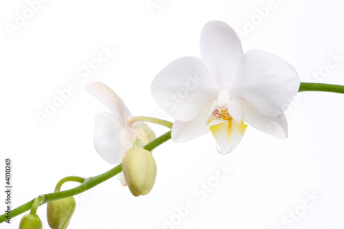 Fototapeta Naklejka Na Ścianę i Meble -  Orchid flowers on white