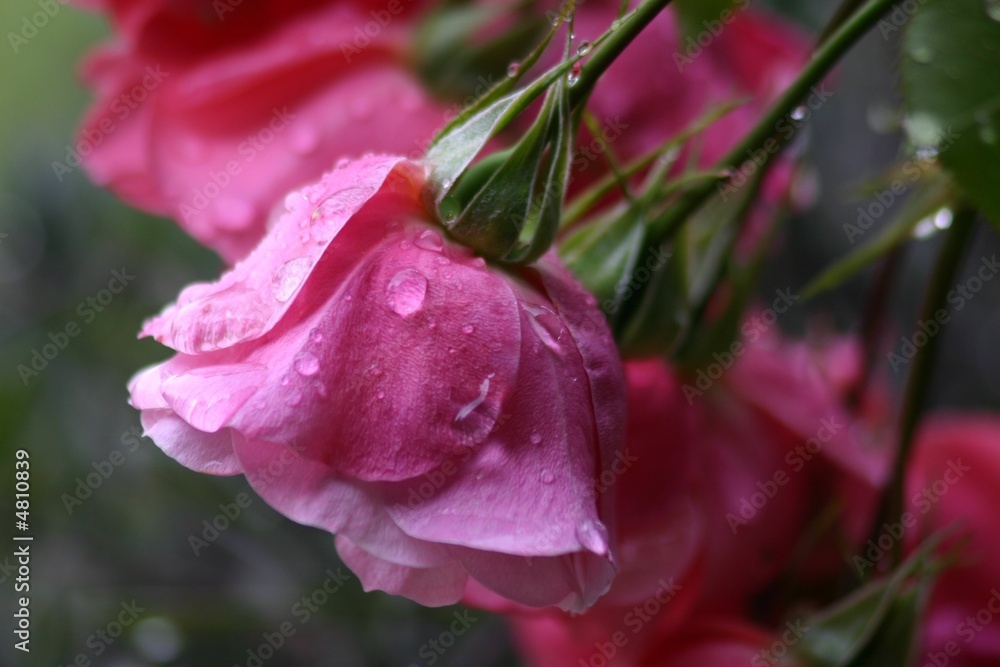 Fototapeta premium Rose