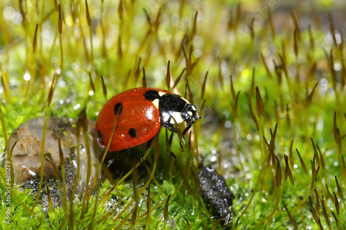 Ladybug