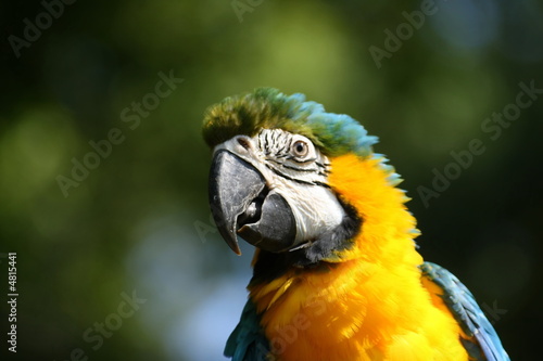 Ara jaune et bleu