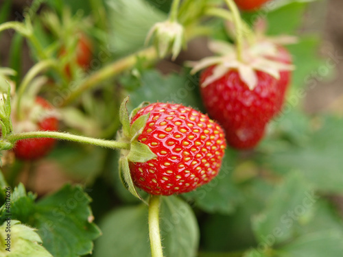 strawberry