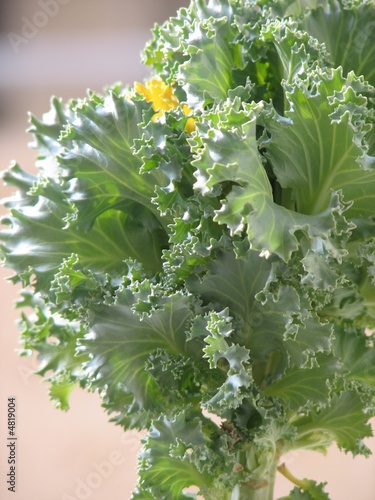 Green cabbage