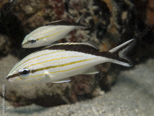 Cottonwick Grunt, Haemulon melanurum