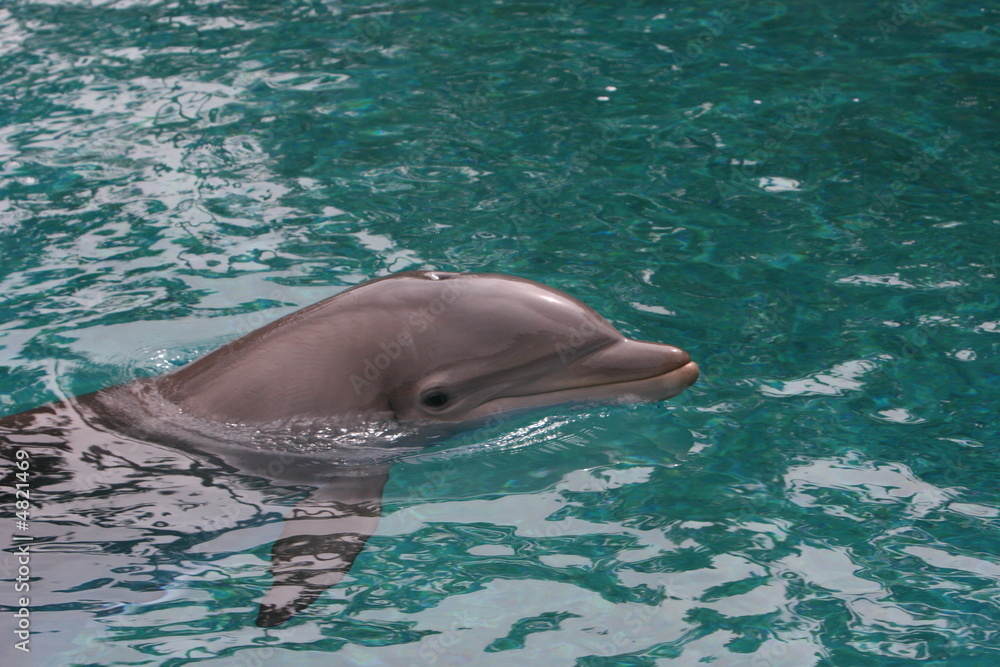 Naklejka premium DOLPHIN