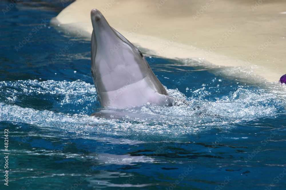 Fototapeta premium DOLPHIN AT PLAY