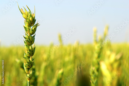 Commercial Spring Wheat
