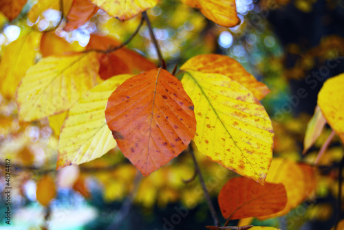Beauty of autumn colors