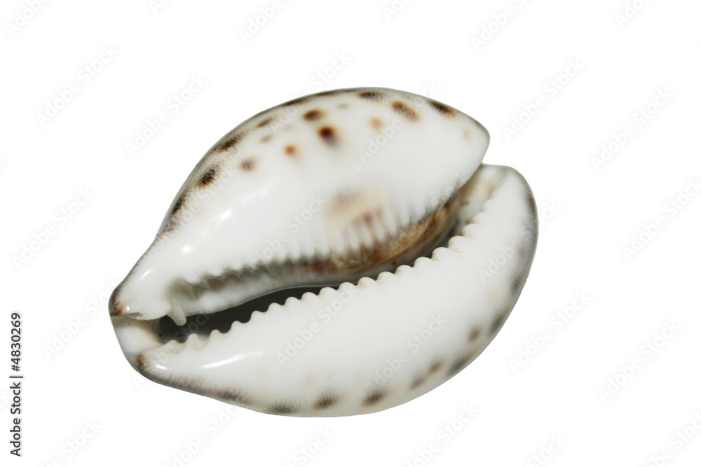 shell shell