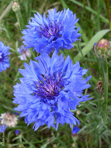 Kornblumen