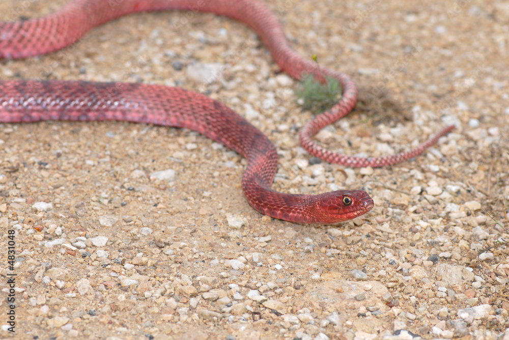 Fototapeta premium Masticophis flagellum